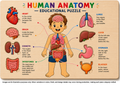 Human anatomy educational puzzle showing major organs.