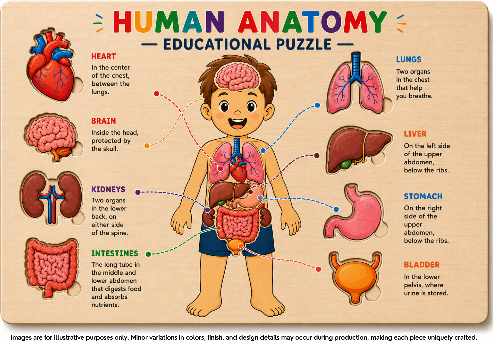 Human anatomy educational puzzle showing major organs.