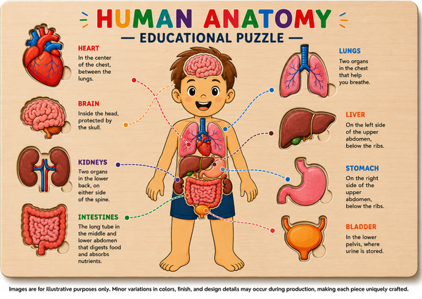 Human anatomy educational puzzle showing major organs.