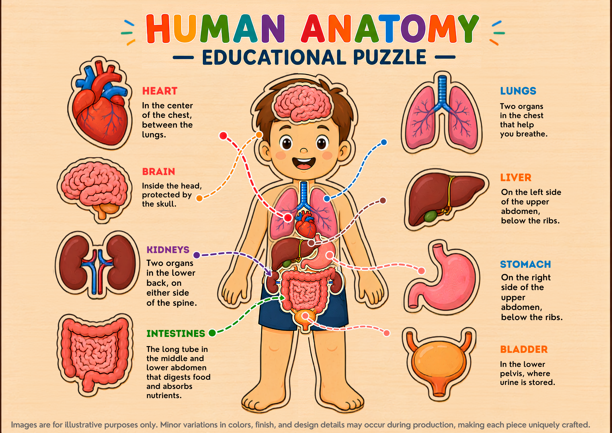 Human Anatomy Educational MDF Puzzle (A4 Size)