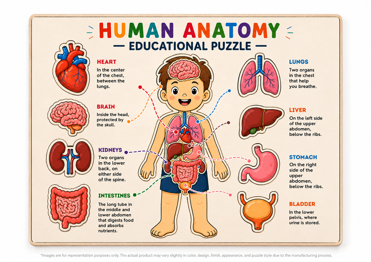 Human Anatomy Educational MDF Puzzle (A4 Size)